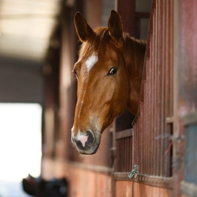 HORSE BOARDING