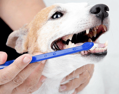 PET DENTAL SERVICES