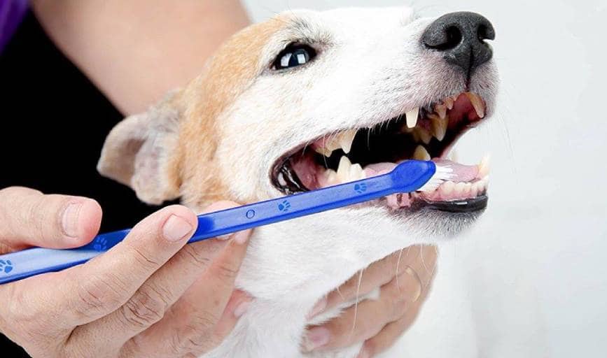 Coastal Pets Concierge Vet Care