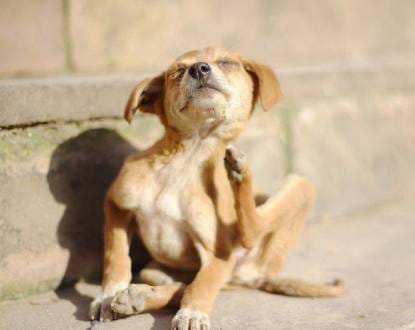 PET SURGERY SERVICES