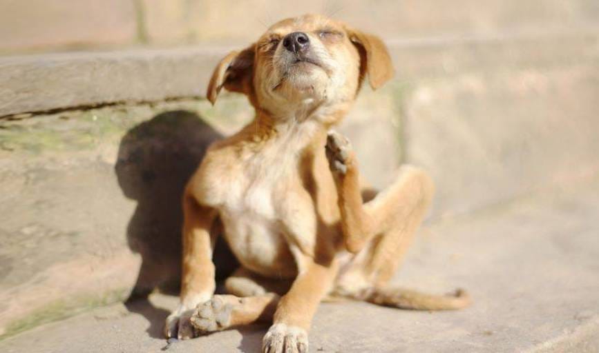 Coastal Pets Concierge Vet Care