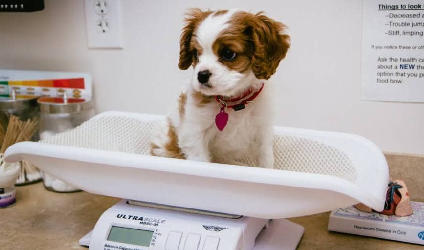 Coastal Pets Concierge Vet Care