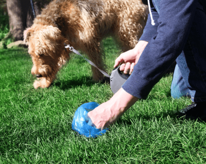 DOG POOP REMOVAL