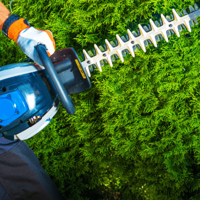 TREE PRUNING