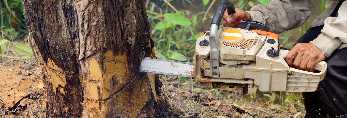 Cazcam Landscaping Service