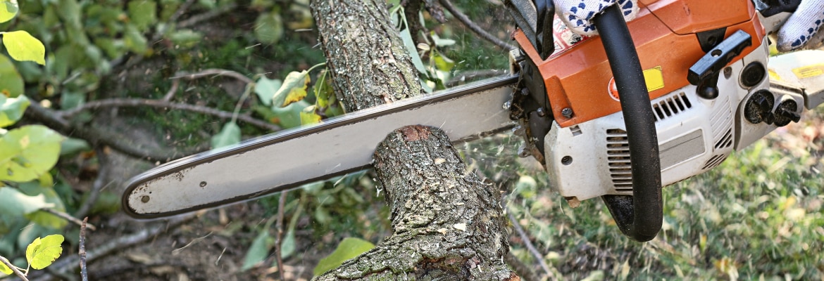 Cazcam Landscaping Service