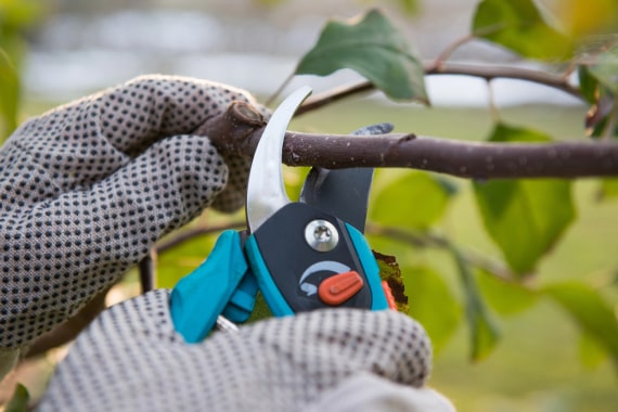 Cazcam Landscaping Service