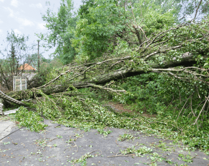 EMERGENCY TREE REMOVAL