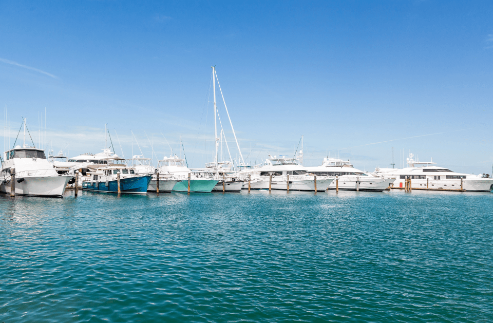 Dolphin Airboat Tours