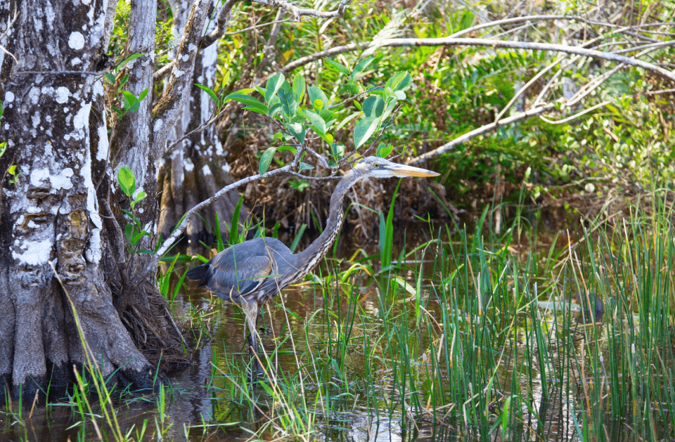 Dolphin Airboat Tours
