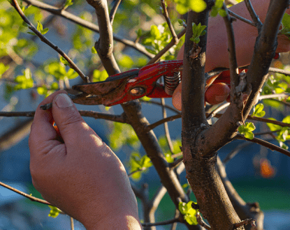 TREE TRIMMING