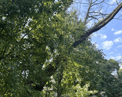 TREE REMOVAL SERVICES