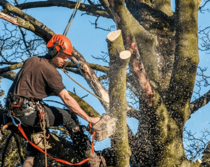 TREE TRIMMING