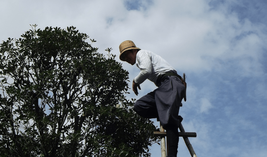 Porterville Lawn Care