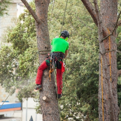 TREE TRIMMING