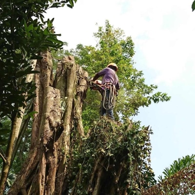 RESIDENTIAL TREE SERVICES