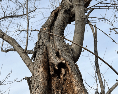 COMMERCIAL TREE SERVICES