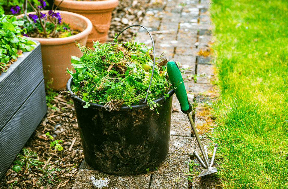 Pangolin Pest Control