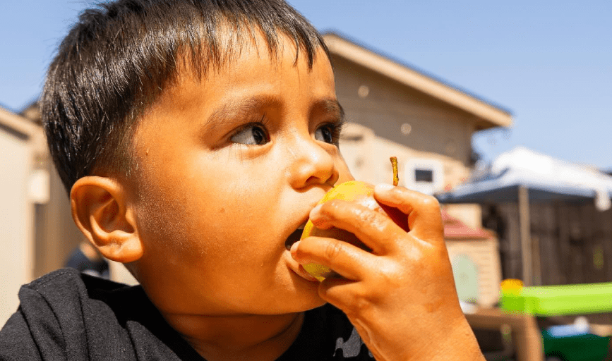 Dragonfly Play House