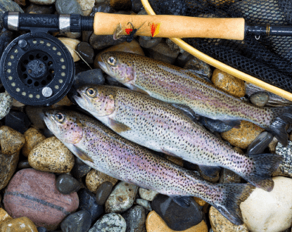 TROUT FISHING