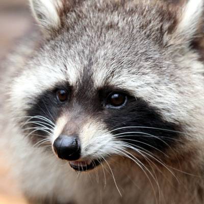 RACCOON REMOVAL