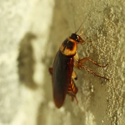 COCKROACH CONTROL