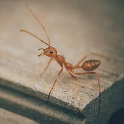 ANT REMOVAL