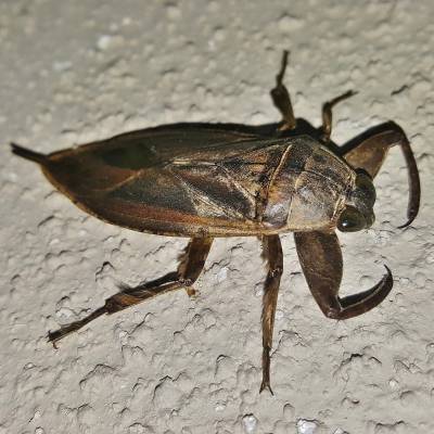 WATERBUGS REMOVAL