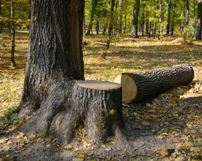 STUMP REMOVAL