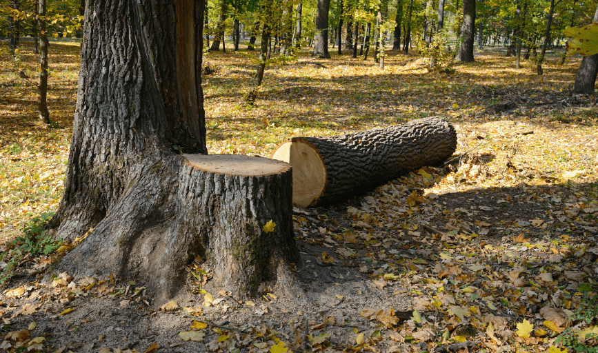 Thompson Landscaping Design and Lawn