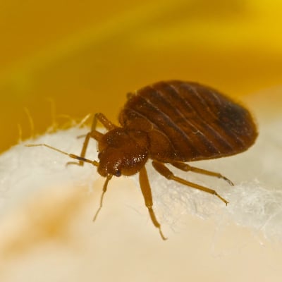 BED BUG EXTERMINATION