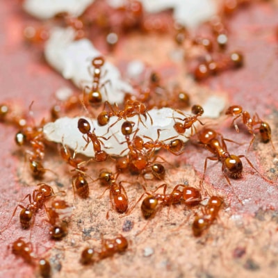 ANT EXTERMINATION
