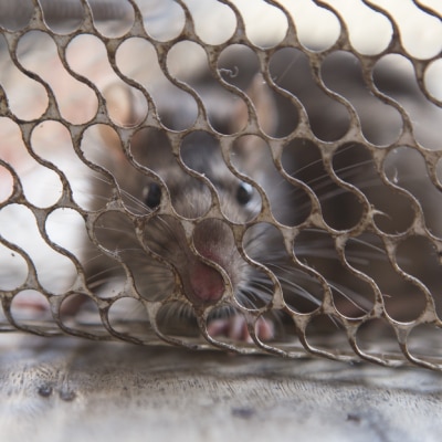 RODENT CONTROL