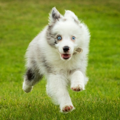 PRIVATE DOG TRAINING