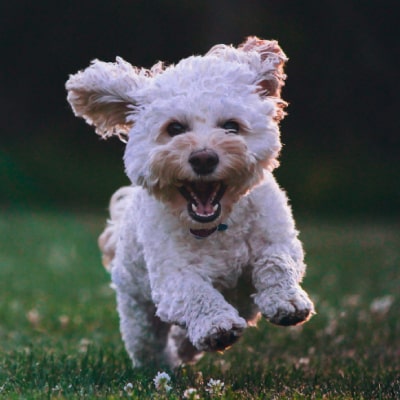 DOG BEHAVIOR TRAINING