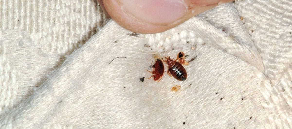 Bed Bug Extermination