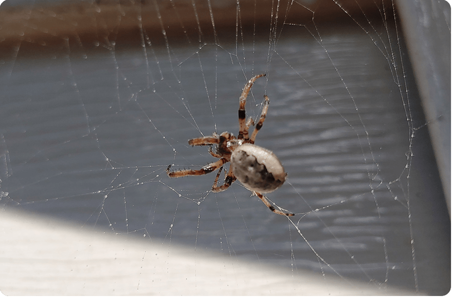 Spider Extermination
