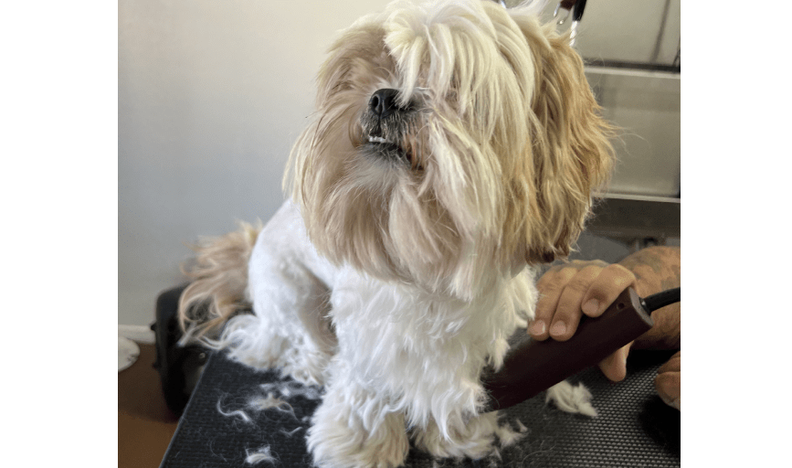 Pampered Paws Grooming Salon
