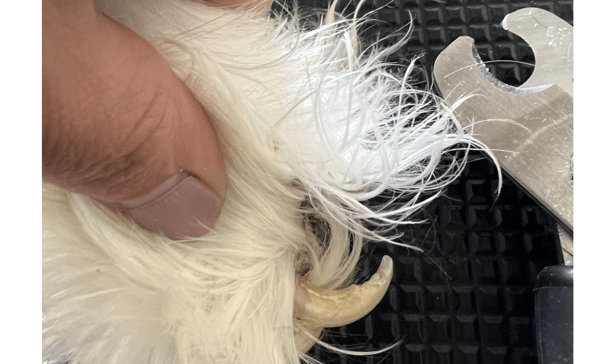 Pampered Paws Grooming Salon