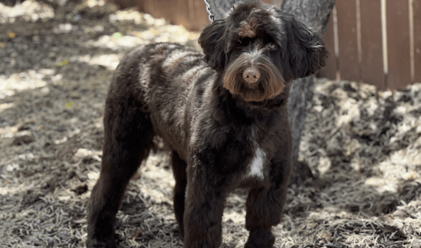 Pampered Paws Grooming Salon