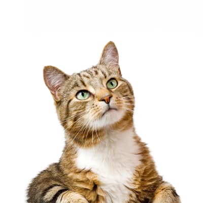 PET BOARDING SERVICES