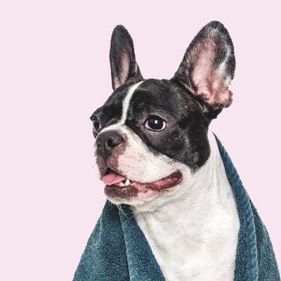 PET GROOMING SERVICES