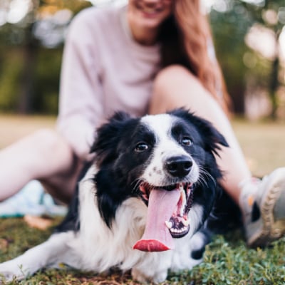 PET TRAINING SERVICES