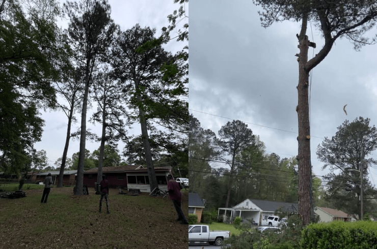 Murray & Son Tree and Lawn care