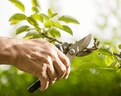 TREE TRIMMING