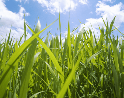 LANDSCAPE MAINTENANCE