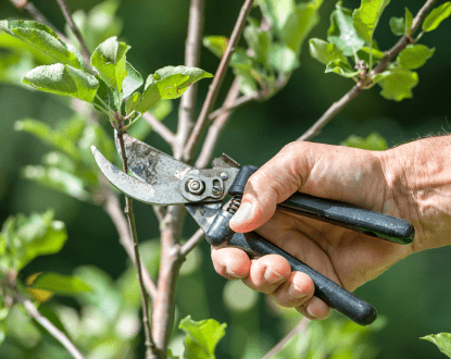 COMMERCIAL TREE SERVICES