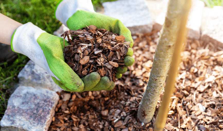 Yovani Perez Landscape & Tree Service