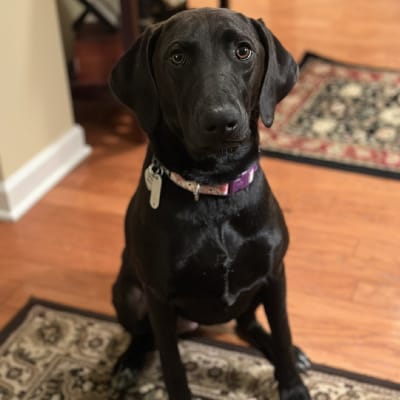 IN-HOME DOG TRAINING