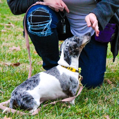 DOG BEHAVIOR MODIFICATION